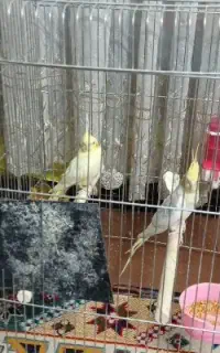 قفس عروس