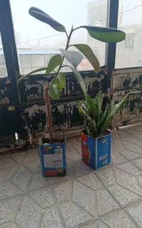 گل های خوشگل