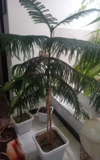 گل وگیاه