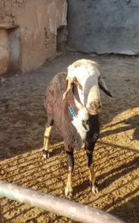 قوچ پلنگی