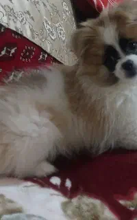 سگ پامرانین