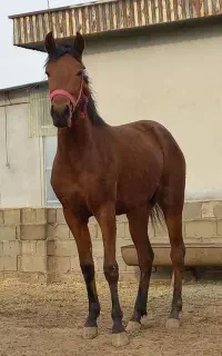 مادیان ترکمن ۳ ساله فروشی