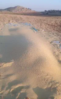 کاه عدس