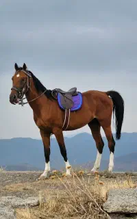 اسب نر