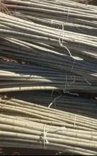 نهال صنوبر