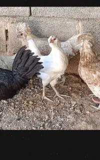 فروش مرغ