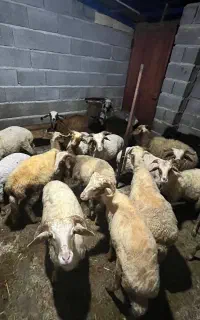 تعدادی گوسفند درهمه سایز