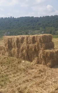 کاه سرچینه