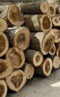 خرید انواع چوب صنوبر بید میوه وغیره