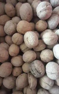 مومیای برا شکسته بندی