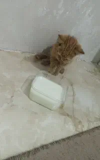 بچه گربه