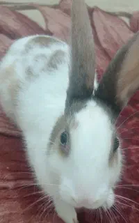 خـرگوش