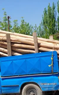 خرید و فروش چوب سقفی و درخت سنوبر میوه و ضایعات