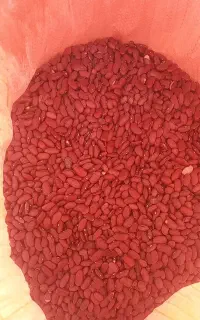 لوبیا قرمز بذری