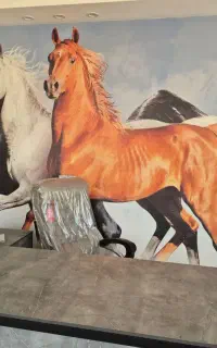 پانسیون اسب در باشگاه سوارکاری مشهد نوچاه