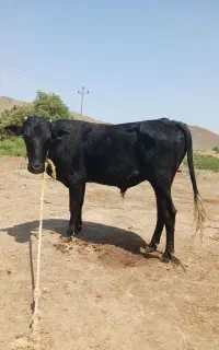 گوساله نر