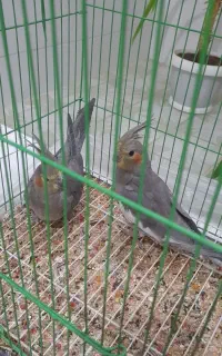 عروس هلندی