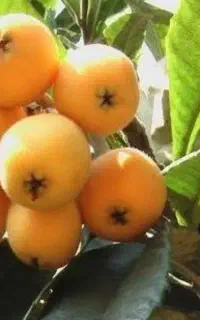 نهال ازگیل مناسب برای نیم گرمسیر