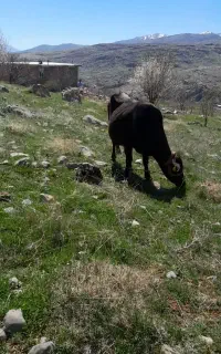 گاووگوساله