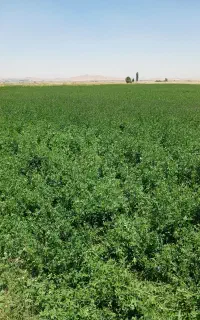 یونجه چین دوم