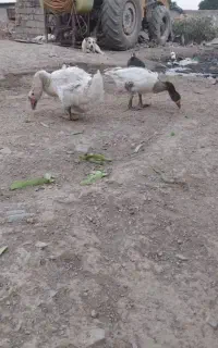 یک جفت غاز