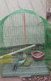 عروس هلندی