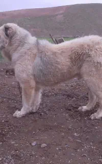 سگ سرابی مخصوص گله