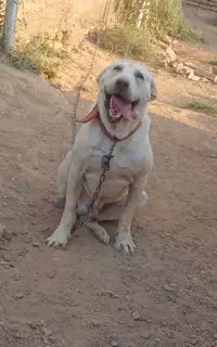 سگ پژدر نگهبانی خررف تداره جوین نقاب
