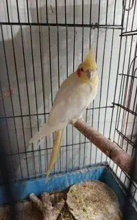 عروس هلندی نیمه احلی
