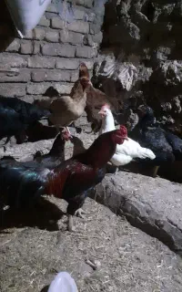 خروس