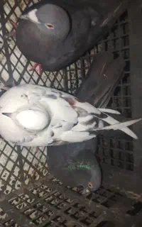 معاوضه با مرغ شاخدار