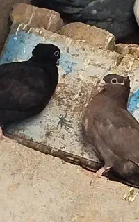 کفتر گمشده