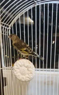 جوجه سهره قناری نر