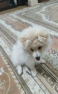 سگ پامر