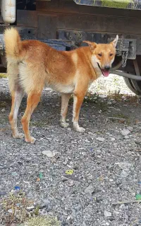 سگ نگهبان خیلی خوب