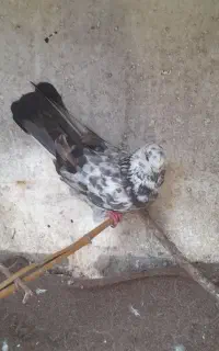 کبوتر پرشی