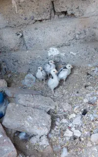جوجه گلین