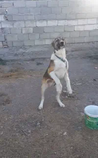 سگ سرابی توله