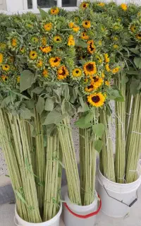 گل آفتاب گردان  گل شاخه بریده