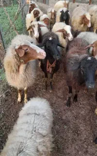 گوسفند داشتی