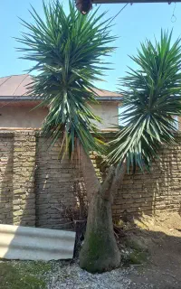 درخت یوکا