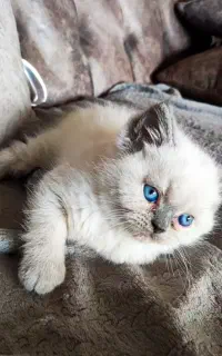 توله گربه