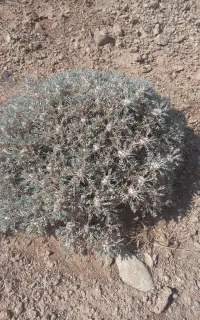 کتیرا کوهی