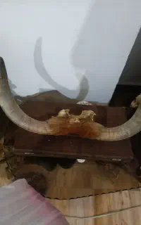 شاخ‌گاو‌‌اسنثنایی‌برای‌زیبایی‌مغازه‌قصابی‌وخانه‌