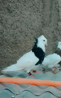 کفتر گمشده