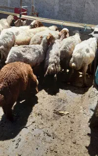 میش و بره