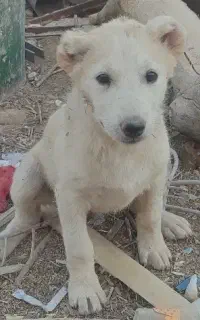 بچه سگ افغان