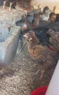 جوجه کاکلی ۱ ماهه