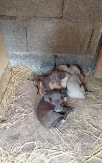 سگ.سگ شکاری.