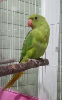 جوجه طوطی ملنگو ۲ماهه اهلی